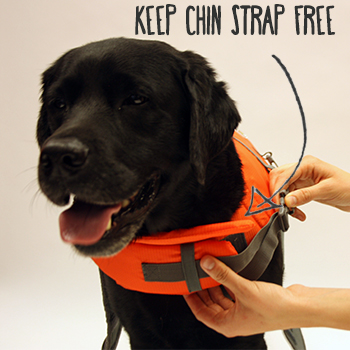 dog life jacket fitting instructions