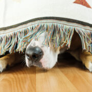 dog scared of fireworks