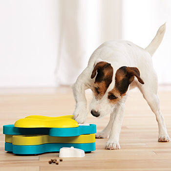 Jack Russell Terrier paws at Outward Hound Dog Tornado puzzle toy