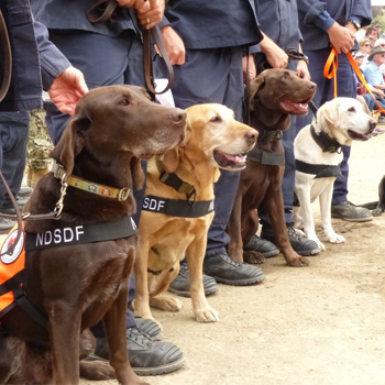 Four search and rescue dogs sit in front of handlers ready for action