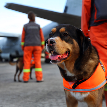 Search and rescue dog standing with handler waiting to board plane