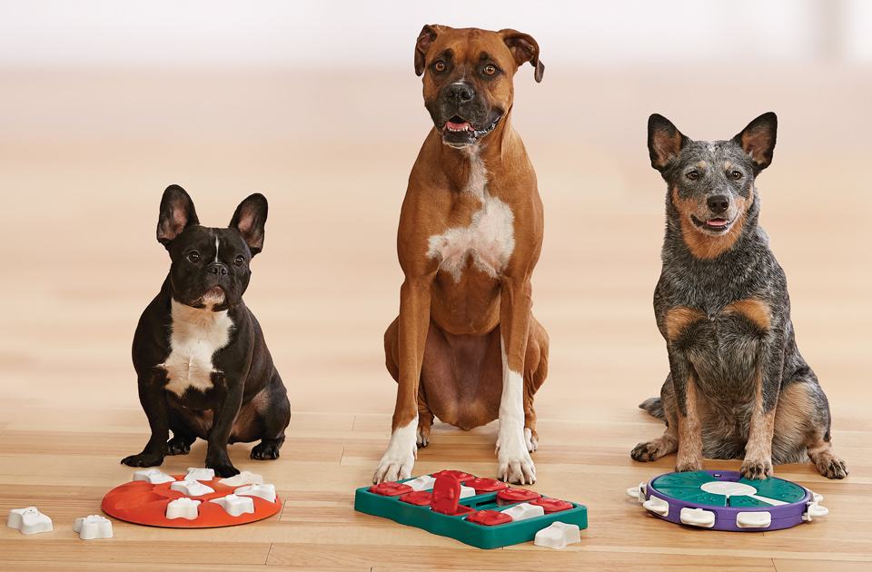 Three dogs sitting in front of Outward Hound Dog Puzzles mental stimulation for dogs