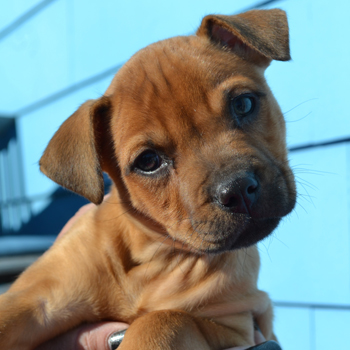puppy mill