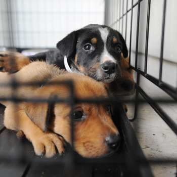 puppy mill