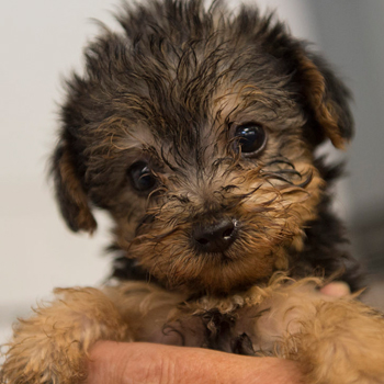 puppy mill