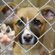 a shelter puppy