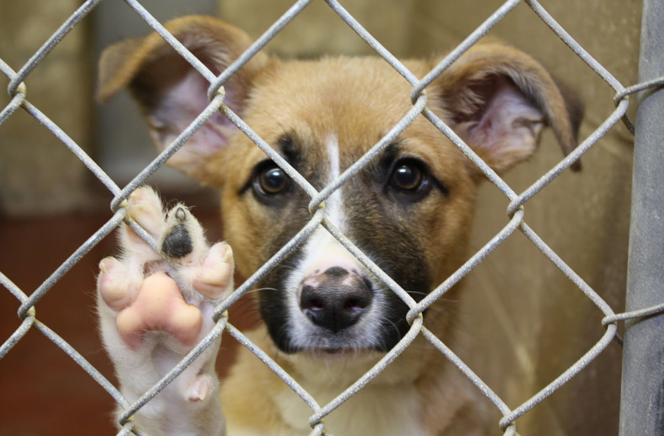 a shelter puppy