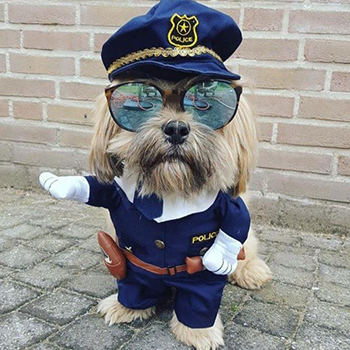 dog costumes