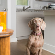 dog next to pills. can you give human medicine to dogs