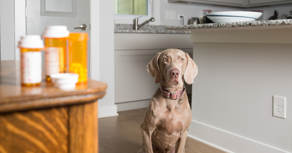 dog next to pills. is human medicine safe for dogs