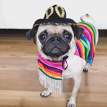 dog costumes