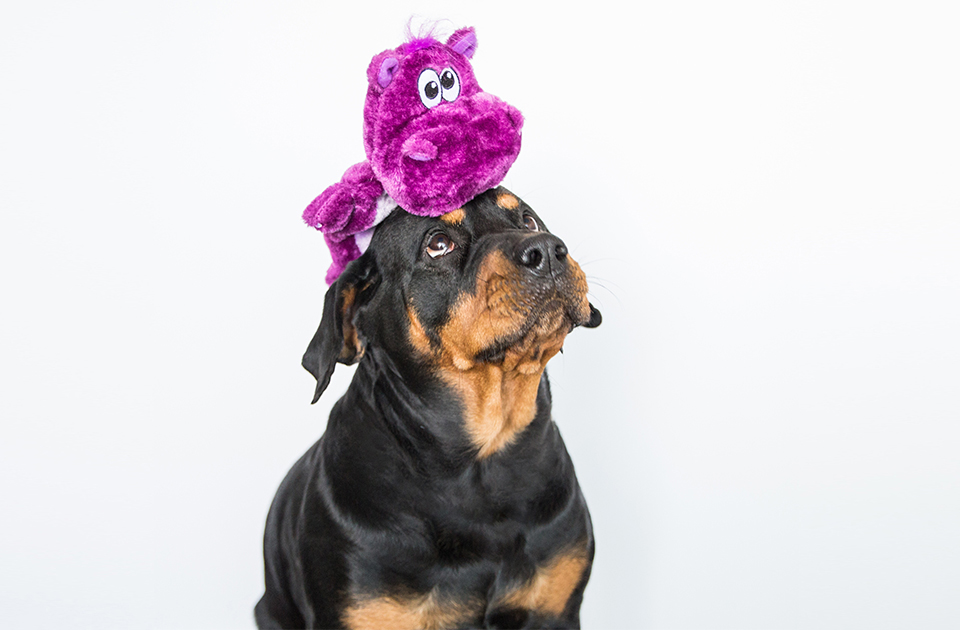 dog with squeaky toy
