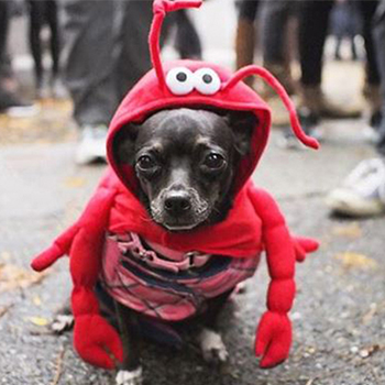 halloween costumes for dogs