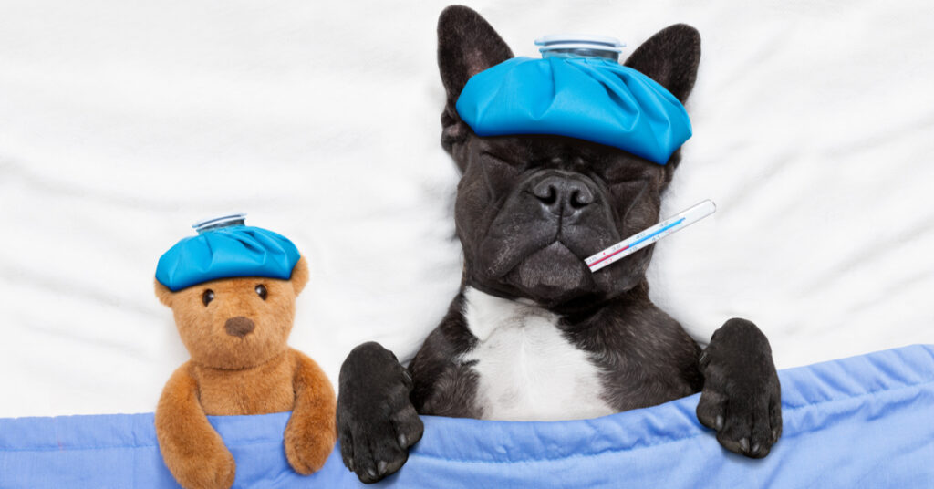 is human medicine safe for dogs