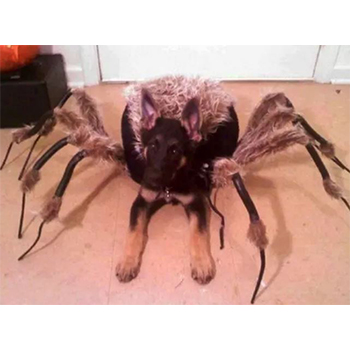 dog costumes