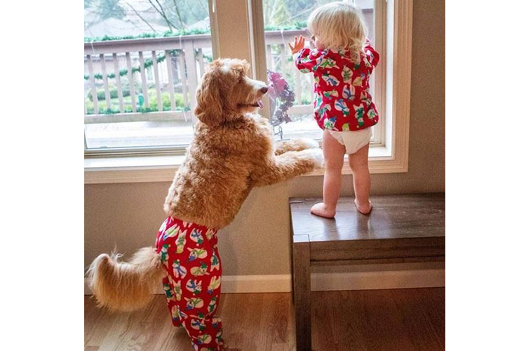dogs and babies matching pajamas