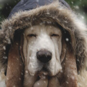how cold is too cold for dogs