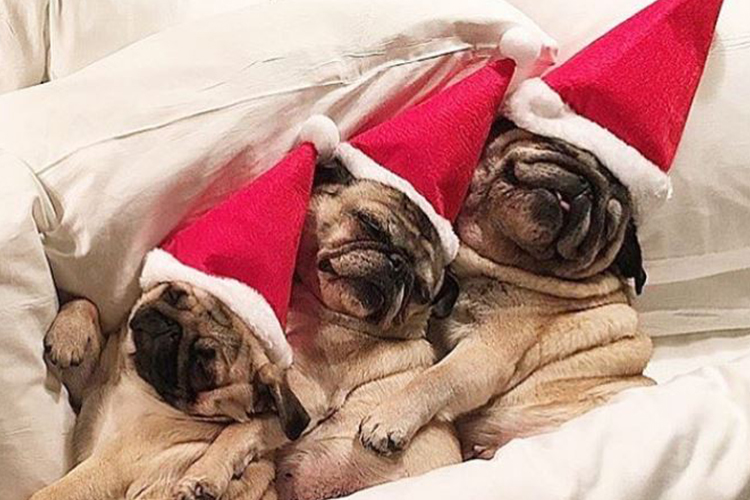 dogs dressed up for christmas