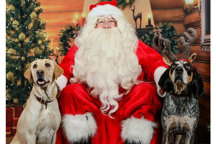 dogs taking photo with santa