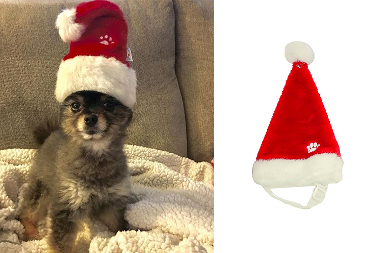 dogs dressed up for christmas