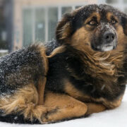 law protecting dogs left outside in the cold