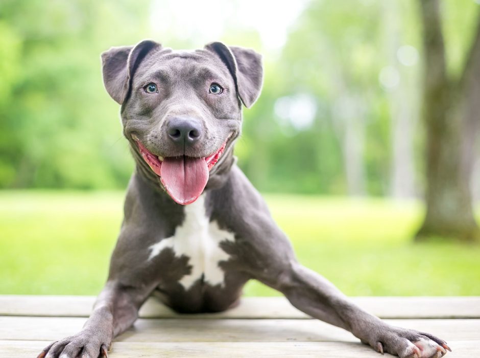 Denver Says Bye-Bye, BSL: Welcome, Pitties!
