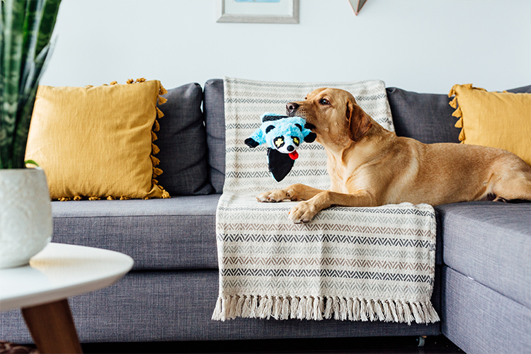 new durable dog toys