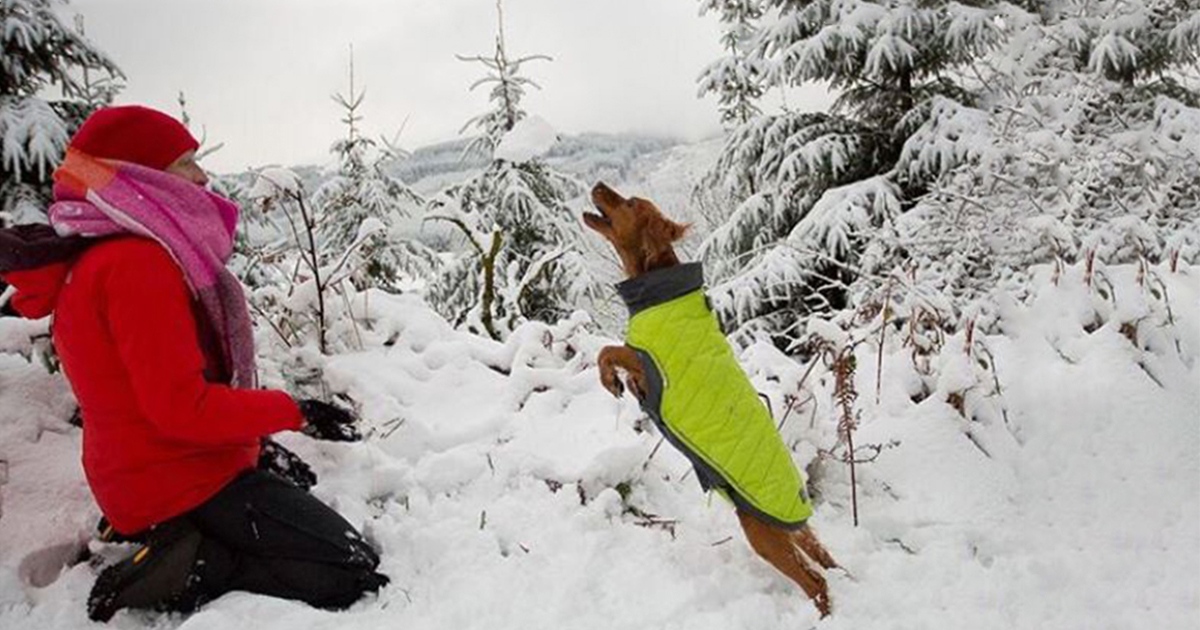 dog playing in snow