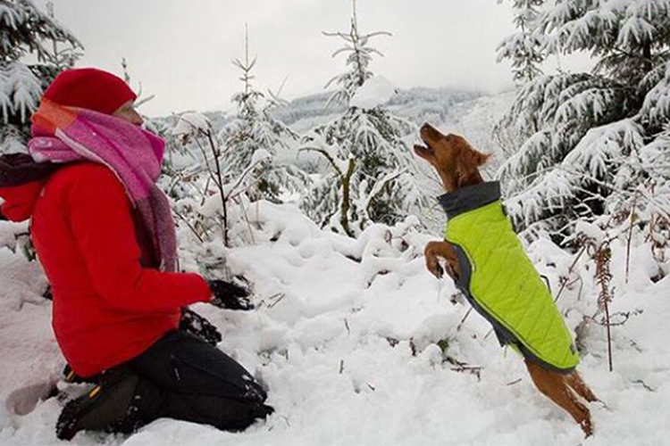 how to keep dogs warm in winter