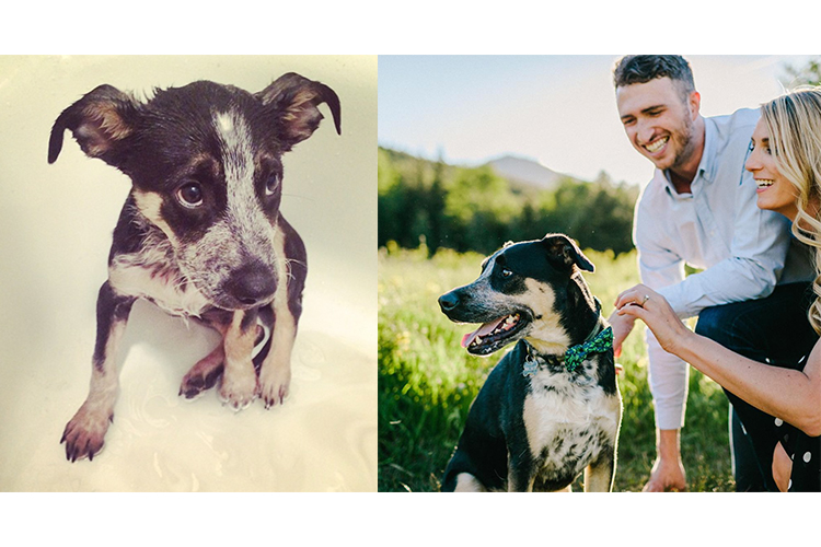 5 Animal Rescue Stories With a Happy Ending