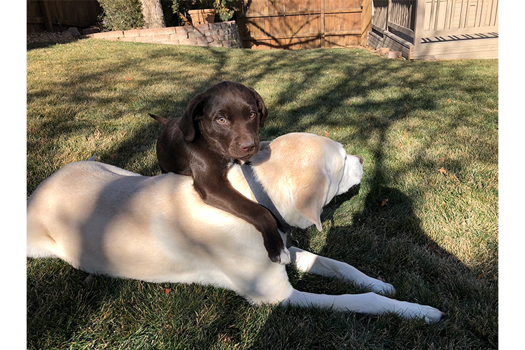 amazing dog rescue stories