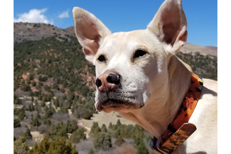 amazing dog rescue stories