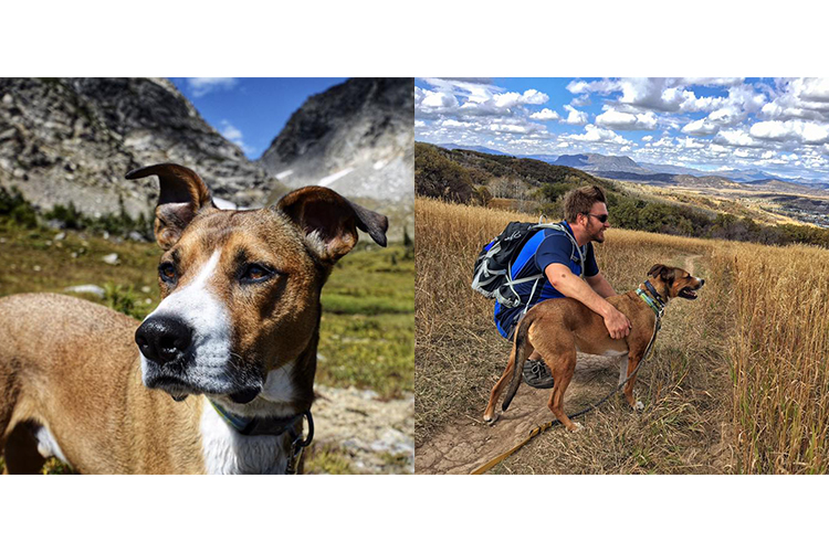 amazing dog rescue stories