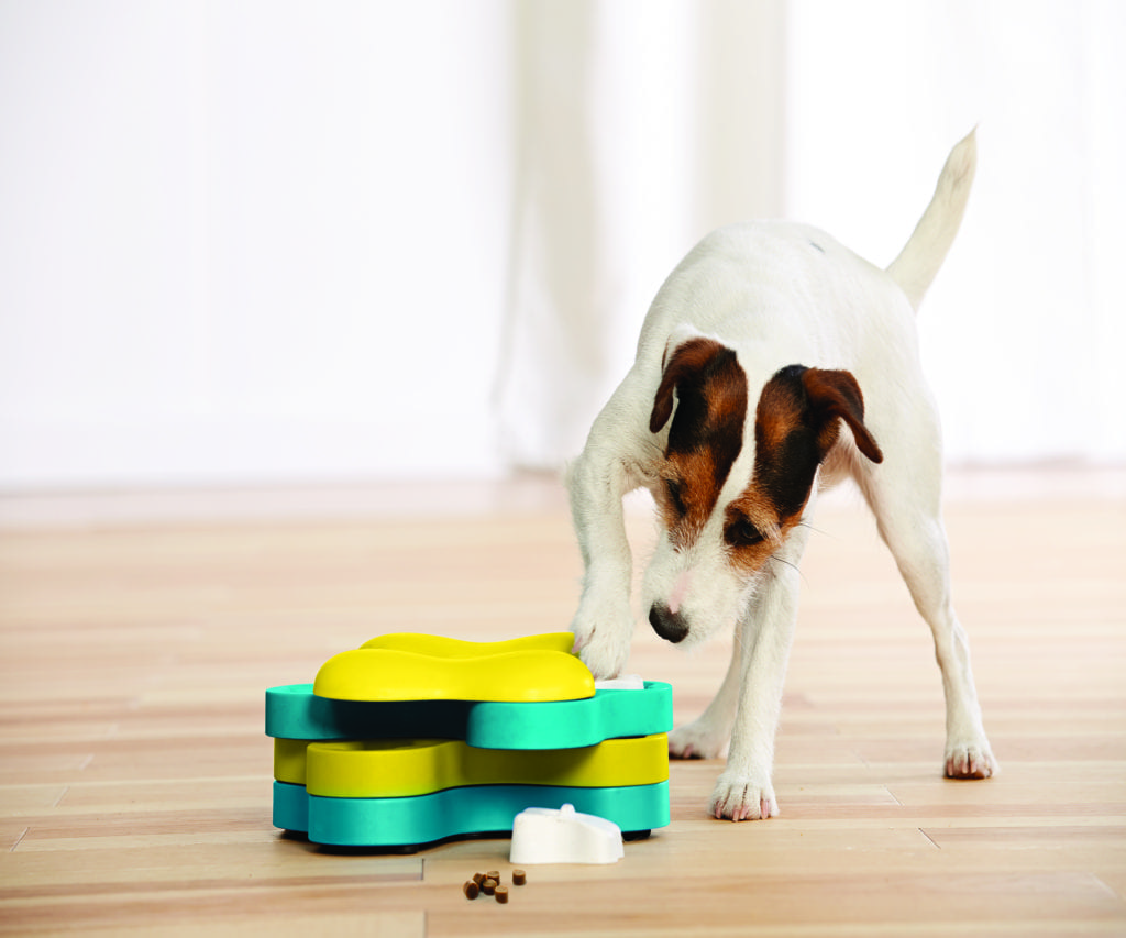 dog playing with dog puzzle tornado