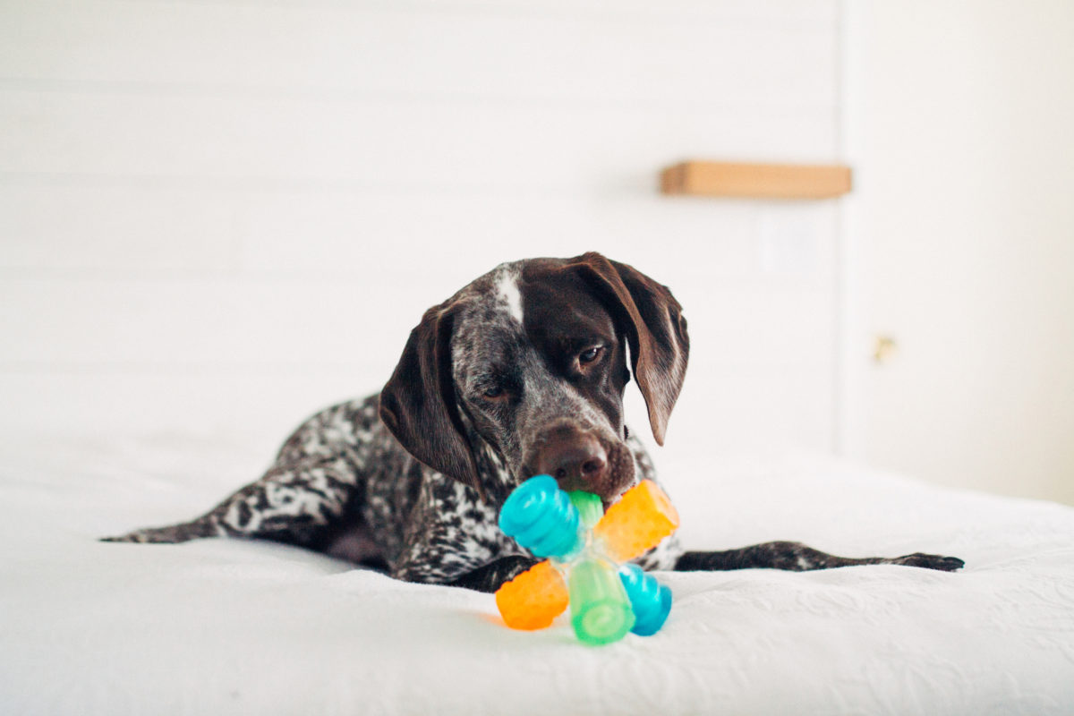 dog with triple jack toy