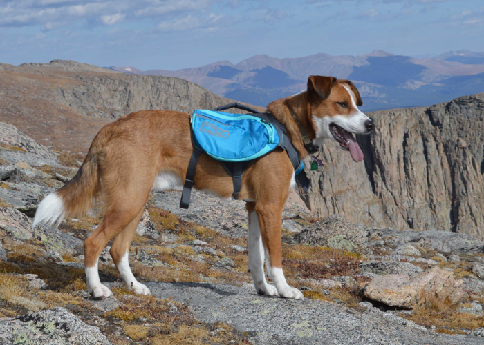 dog backpack, dog carry, dog pack