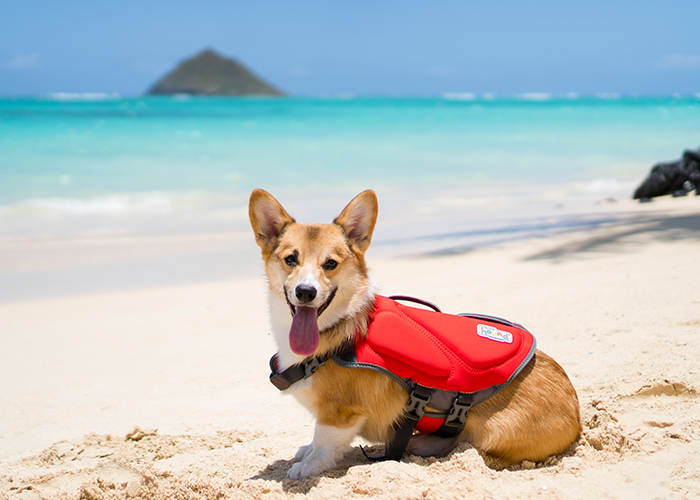 Things To Do With Your Dog in The Summer