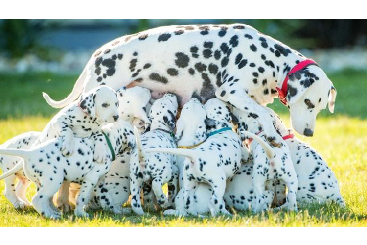 proud dog moms