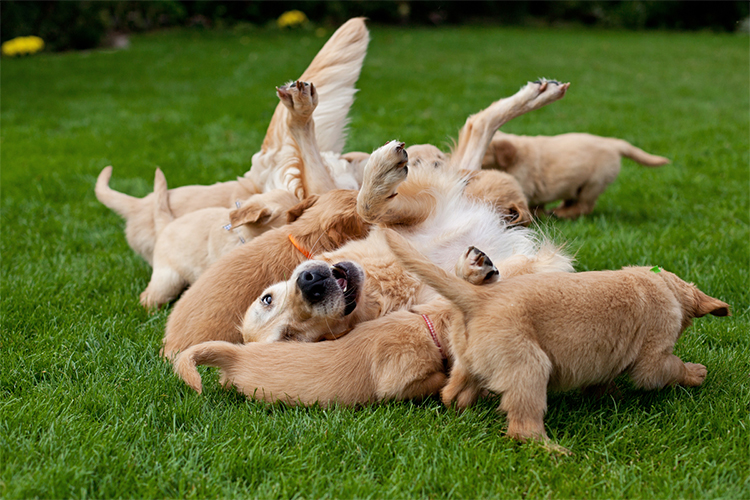 Happy Mother’s Day to These Proud Dog Mamas & You!