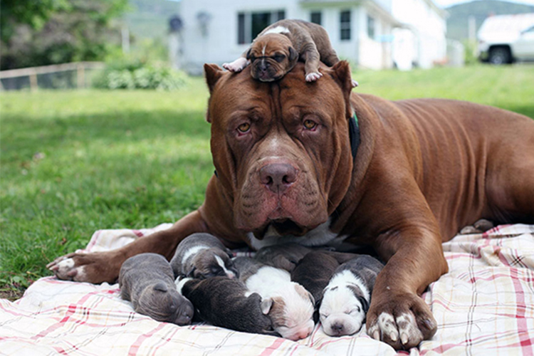 proud dog moms