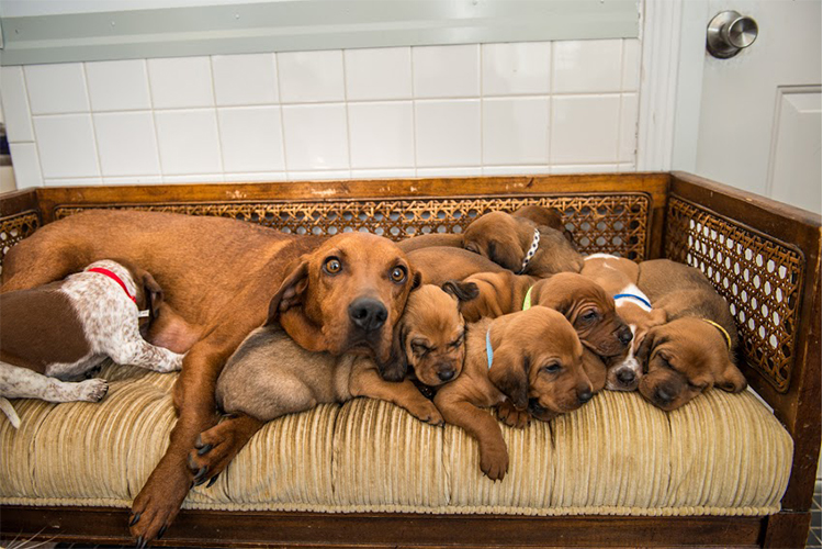 proud dog moms