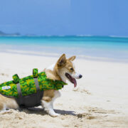 outward hound granby dog life jacket in camo