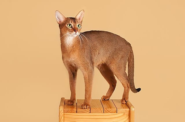 rare cat breeds