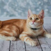 rare cat breeds
