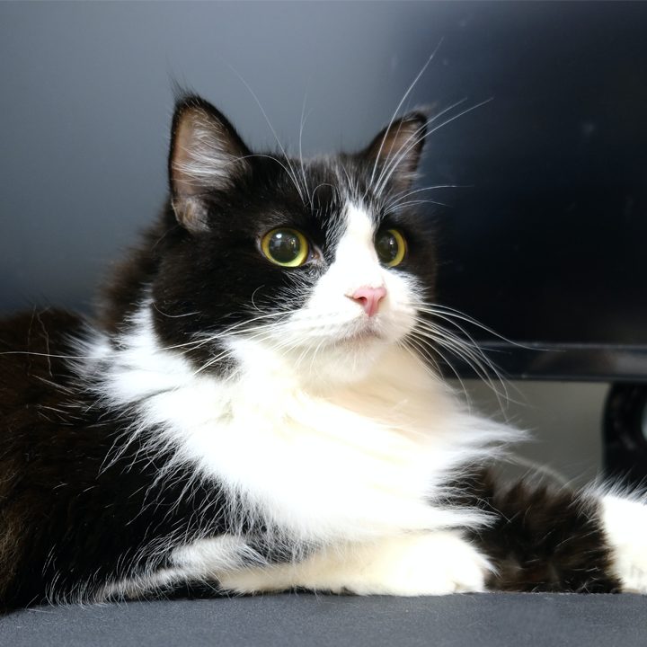 Rare Ragamuffin Cat breed