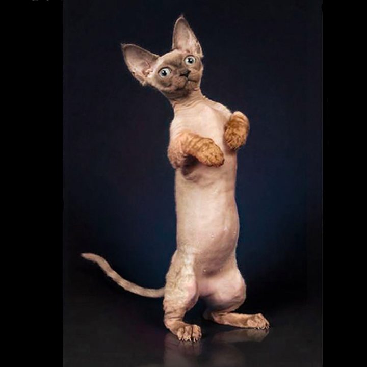 rare Minskin cat breed