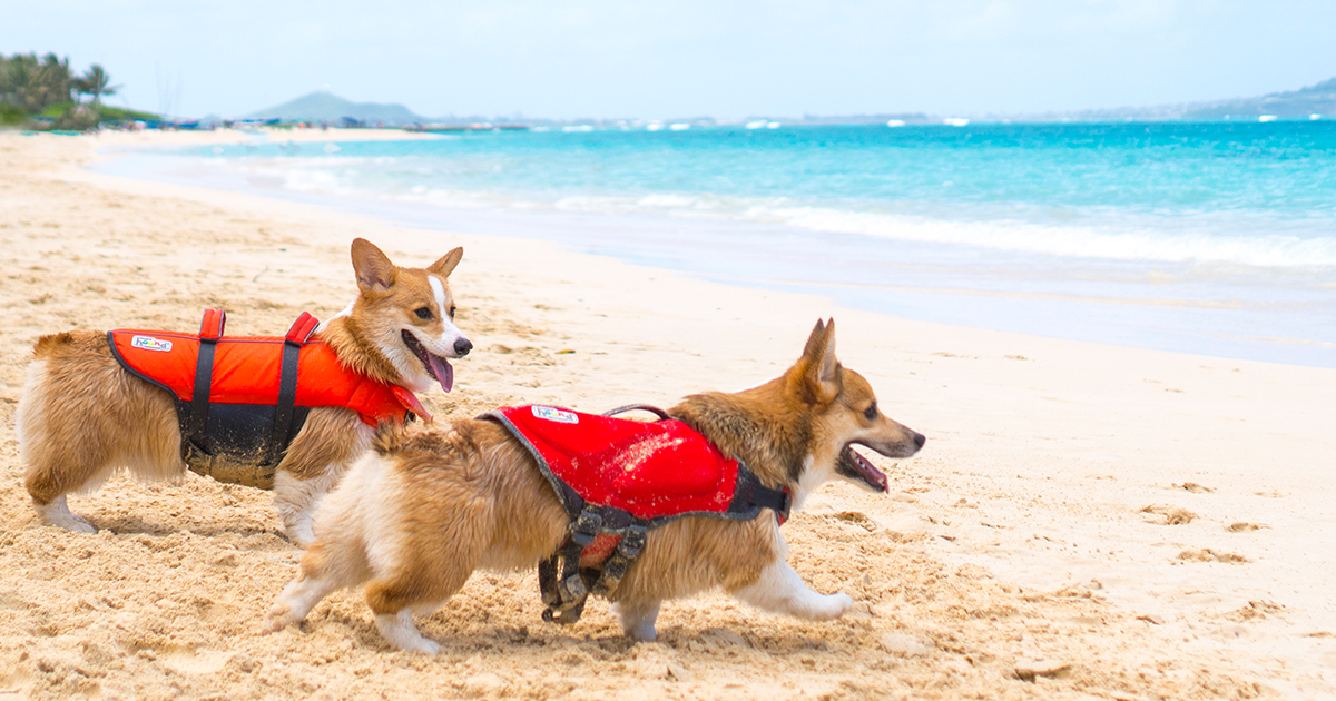 Just Add Water: Dog Swimming Safety Tips
