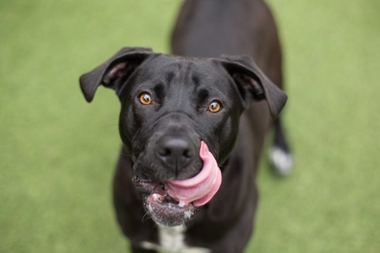 sweet potato treats for dogs
