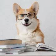 dog iq test corgi wearing glasses