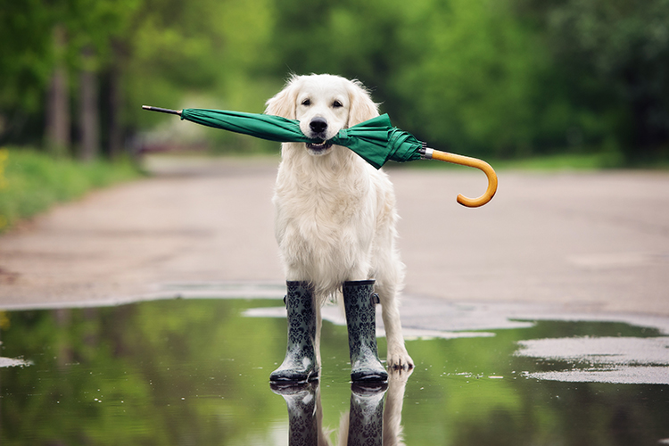 pets in hurricanes